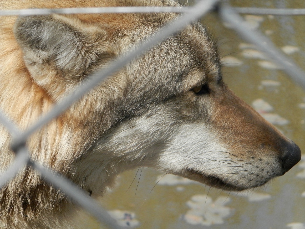 gray wolf zoo wolf free photo