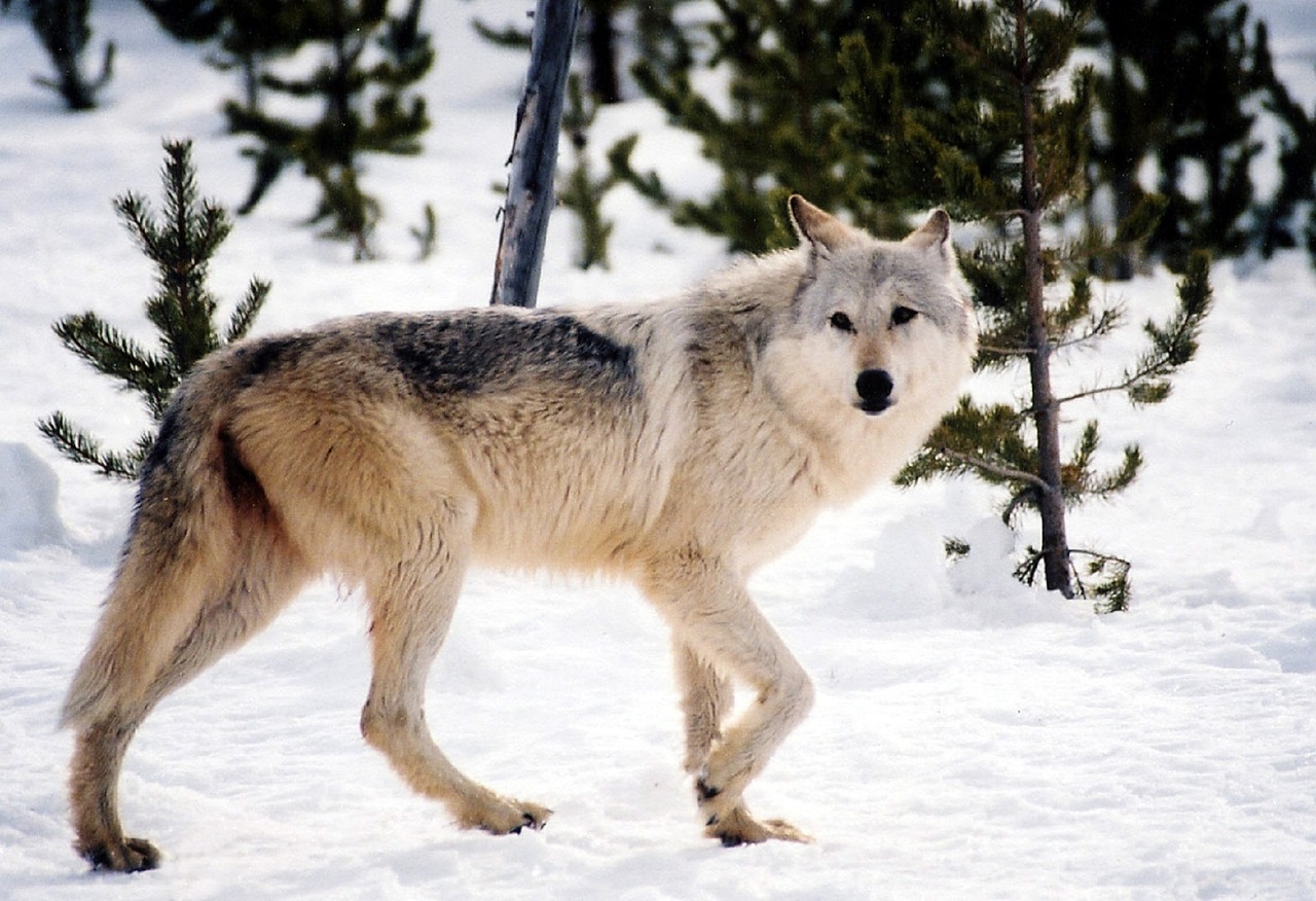 gray wolf canine snow free photo