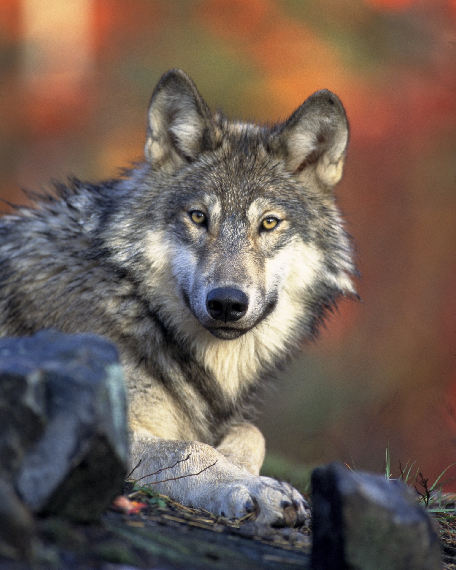gray wolf canis lupus wildlife free photo