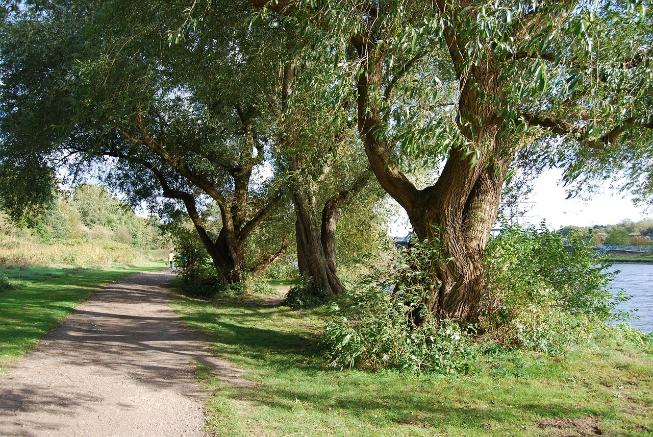 graze trees uferweg free photo