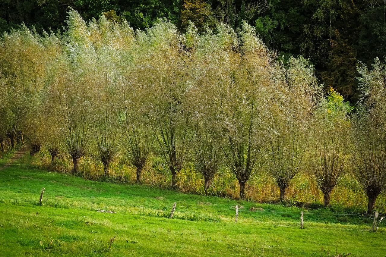 graze trees nature free photo