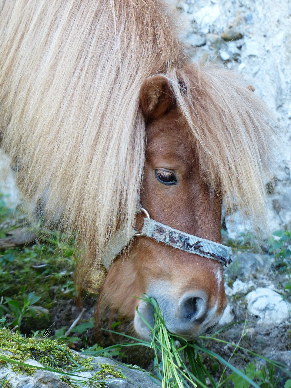graze eat shetland pony free photo