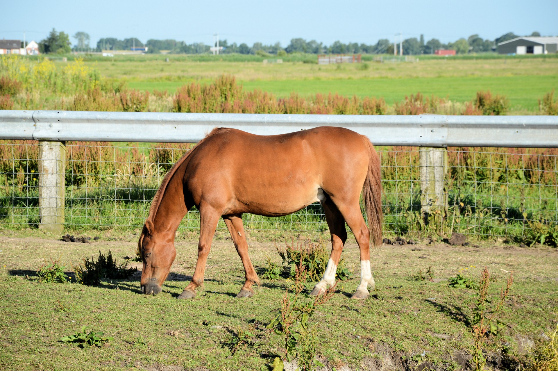 horse pasture grazing free photo