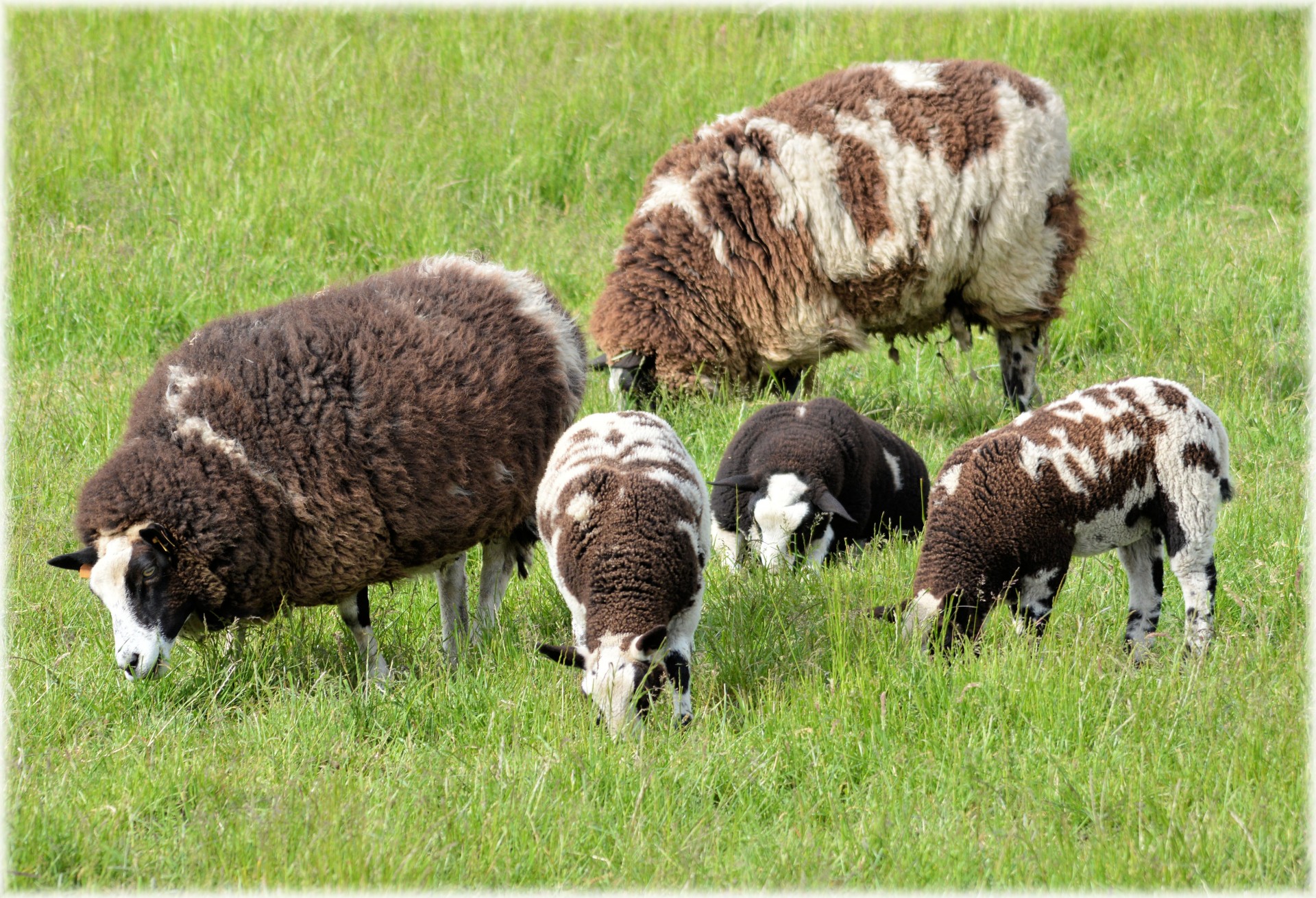 sheep grazing farm free photo