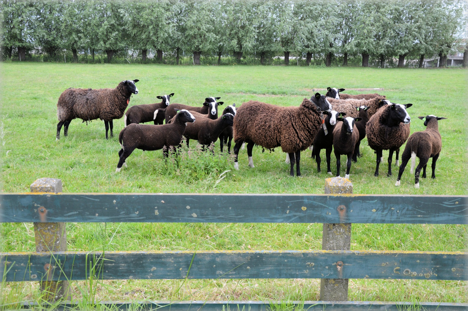 sheep grazing farm free photo