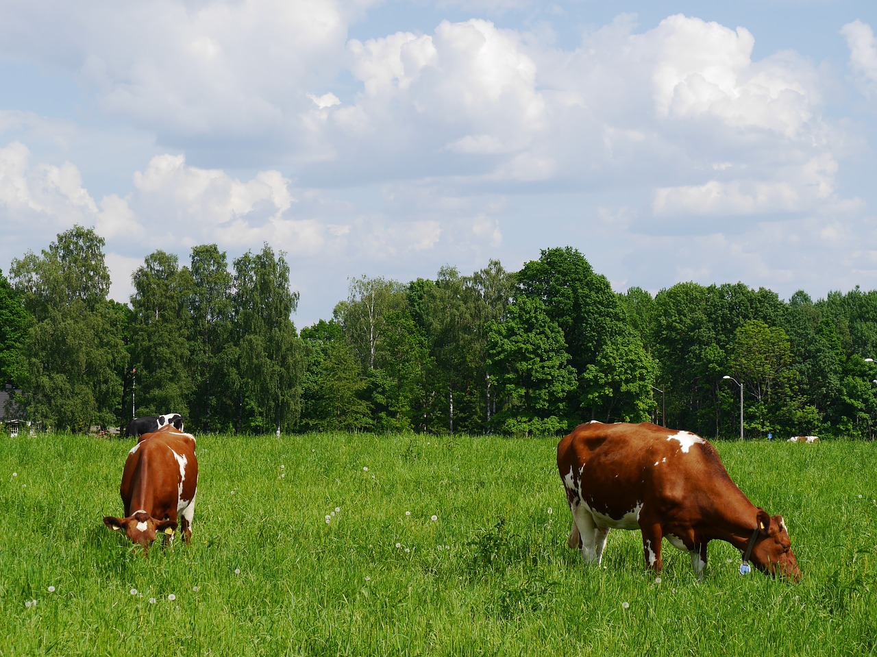 grazing cows eat free photo