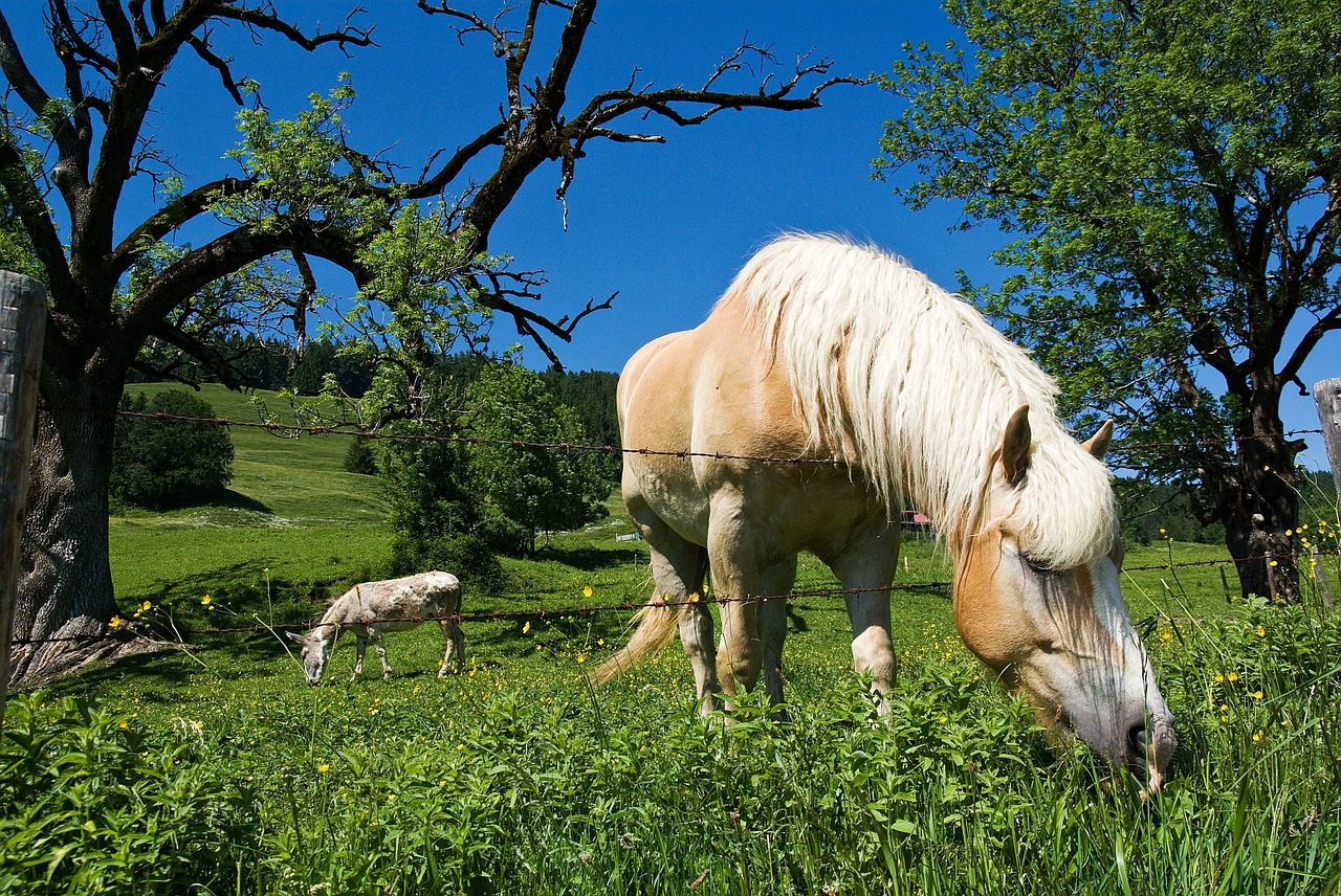 grazing horse grass free photo