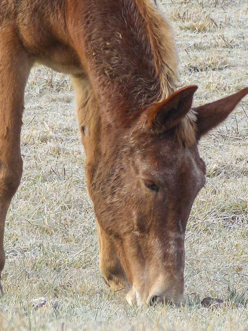 grazing quarter horse animal free photo