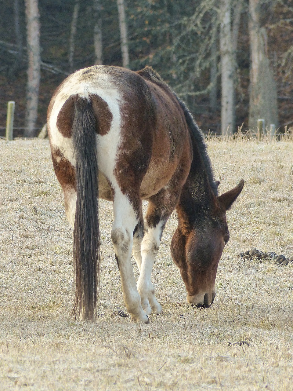 grazing quarter horse animal free photo