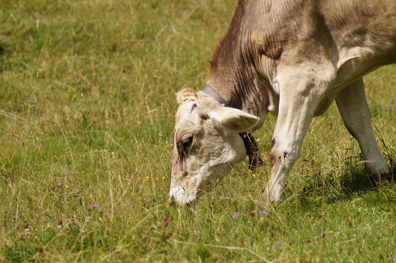 grazing cow cow beef free photo