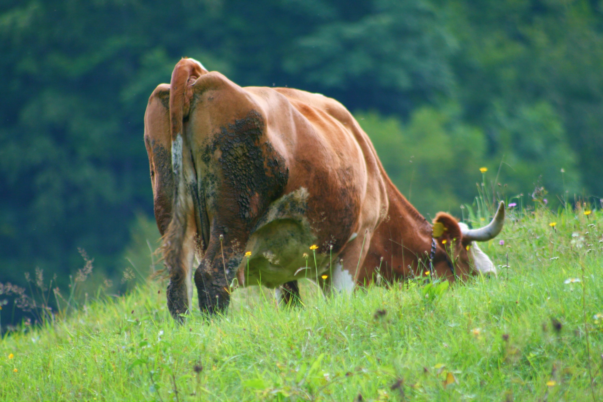 cow grazing grass plain free photo