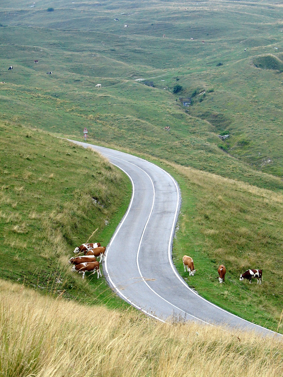 grazing cows landscapes summer free photo