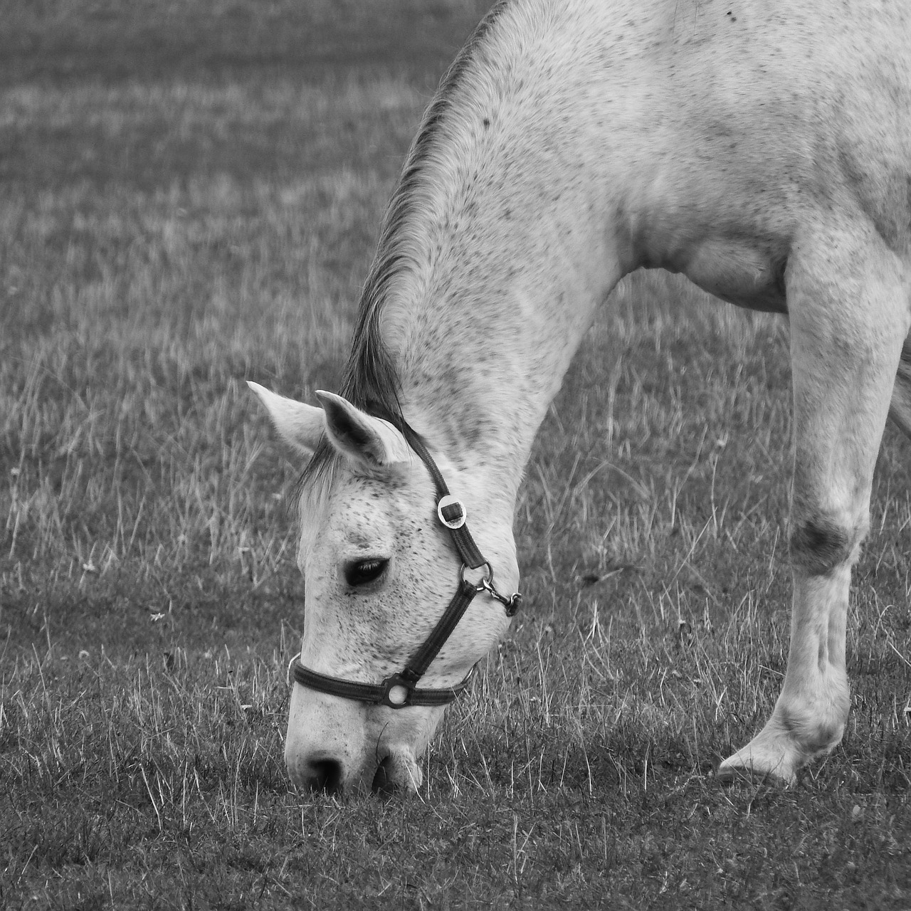 grazing horse the white horse feast free photo