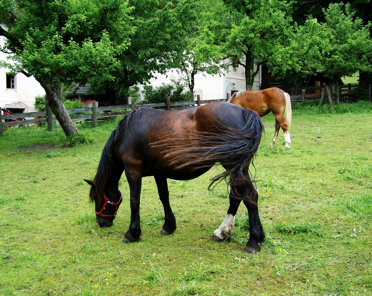 grazing horse dark brown horse animal free photo