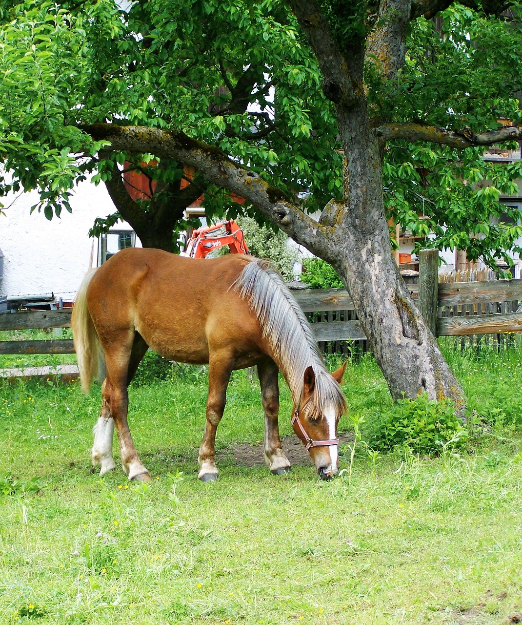 grazing horse brown horse animal free photo