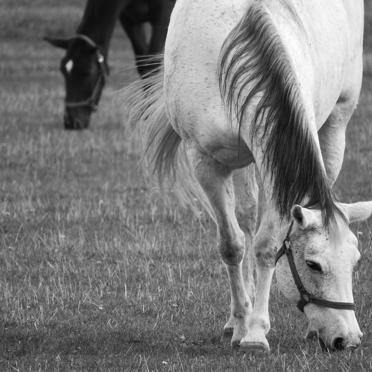 grazing horses the white horse feast free photo