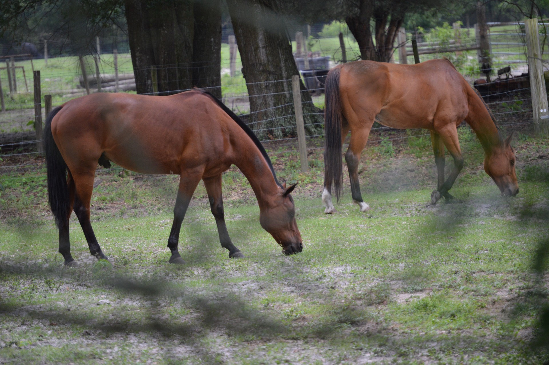 horse equine horses free photo