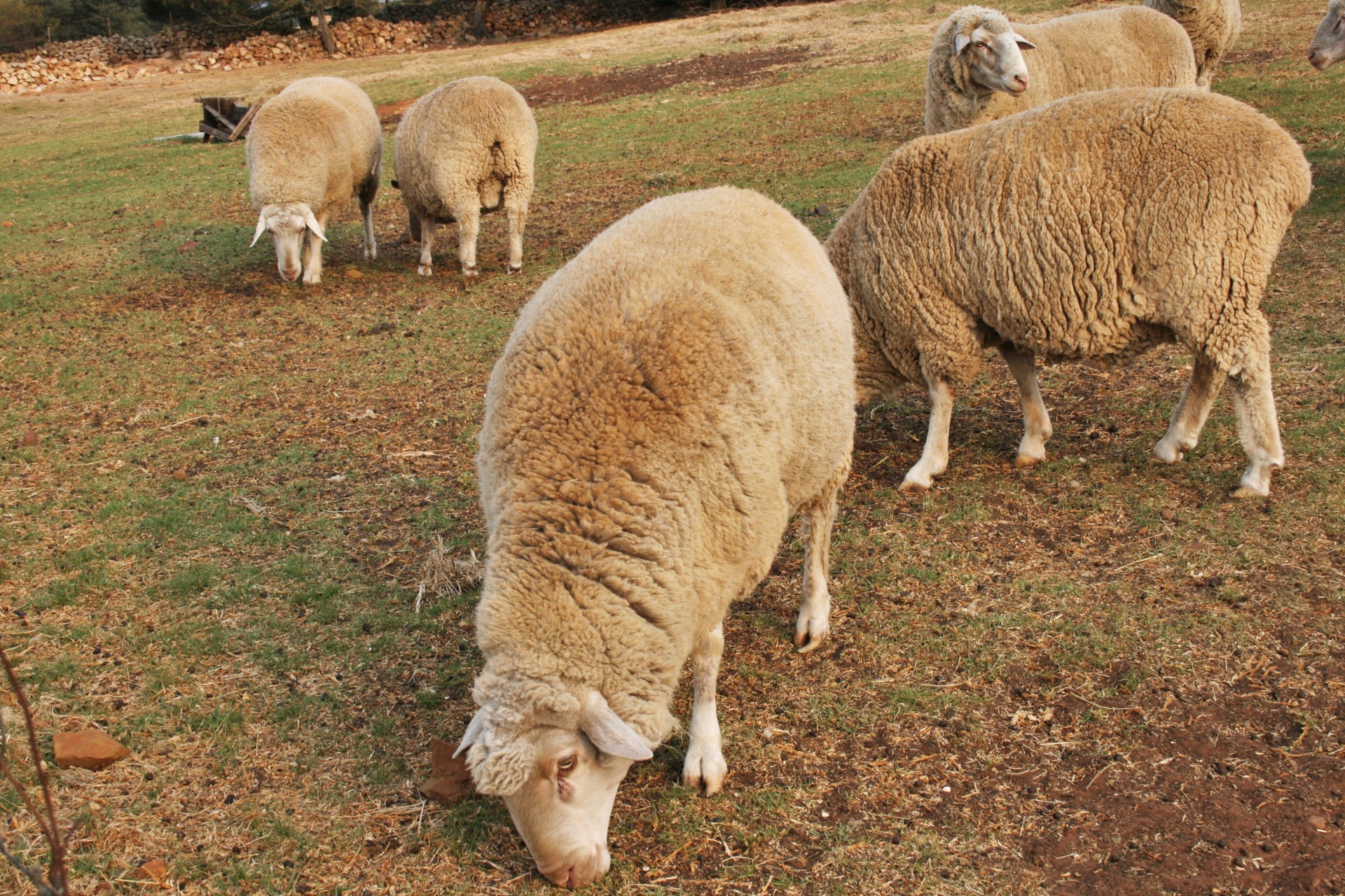 sheep wool grazing free photo