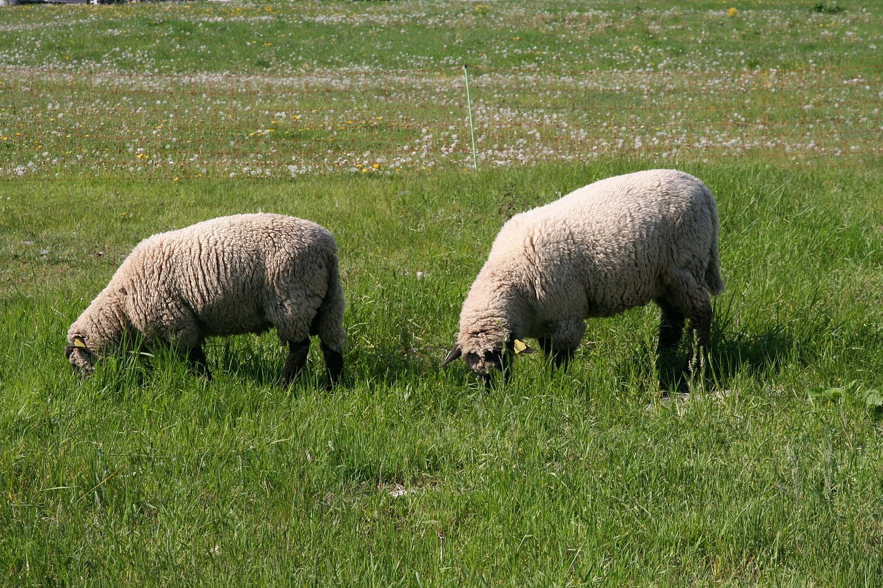 grazing sheep sheep flock free photo