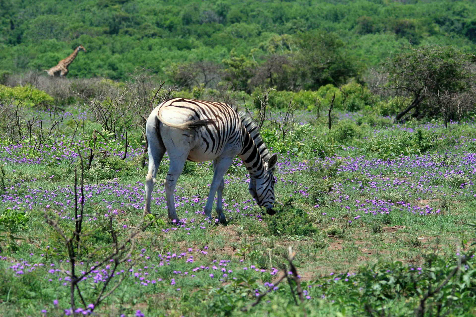 game animal zebra free photo