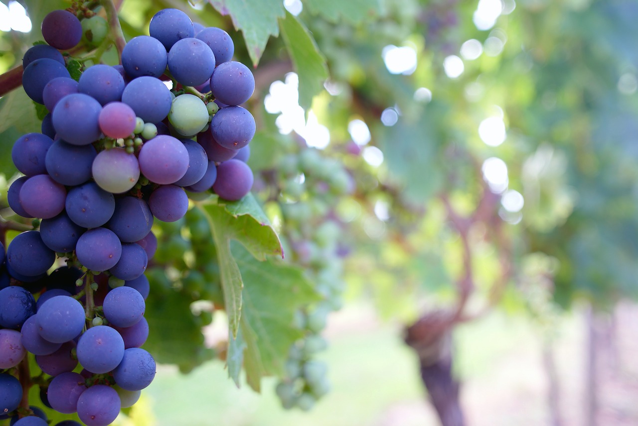 great  grapes  purple free photo