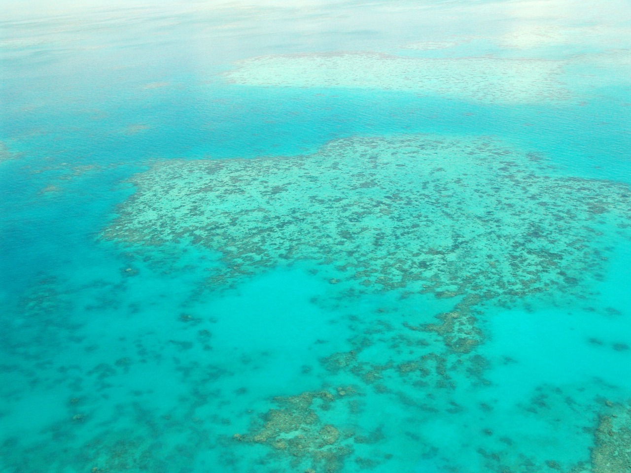 great barrier reef diving coral free photo