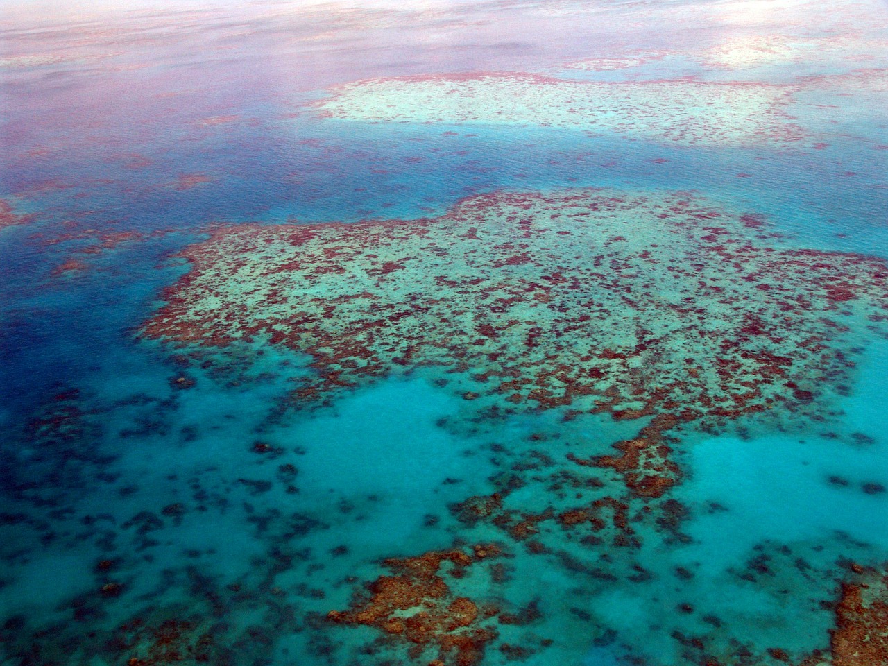 great barrier reef diving coral free photo