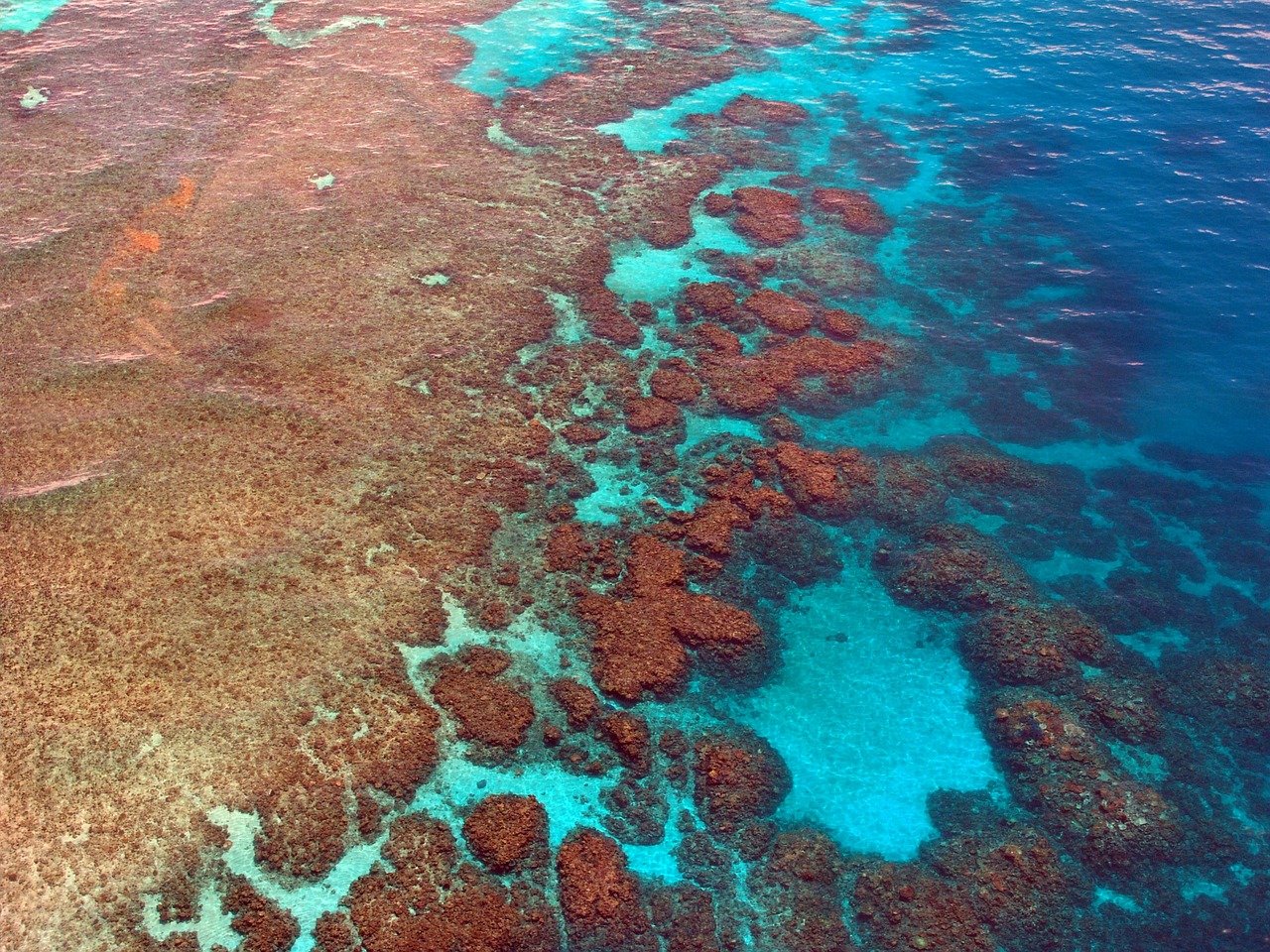 great barrier reef diving coral free photo