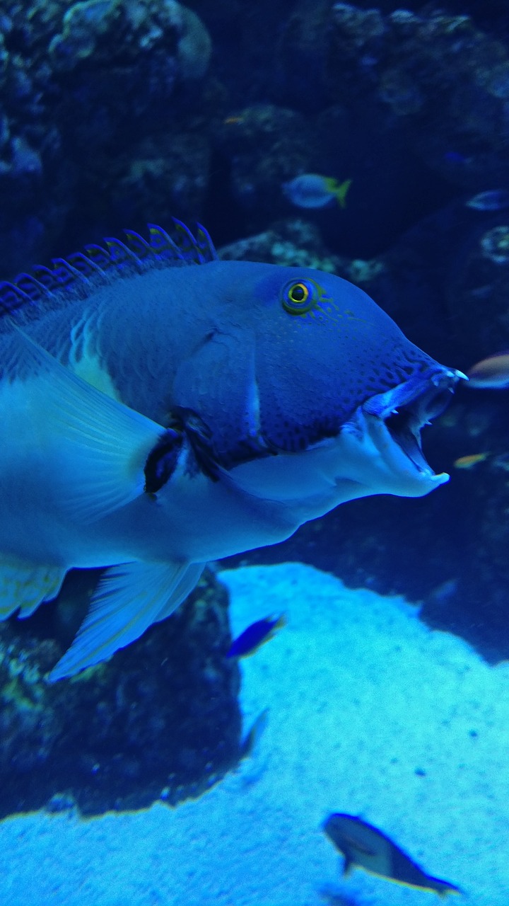 great barrier reef  fish  open mouth free photo