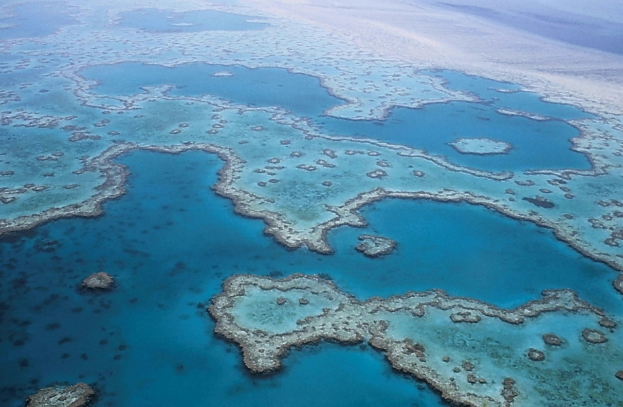 great barrier reef coral australia free photo