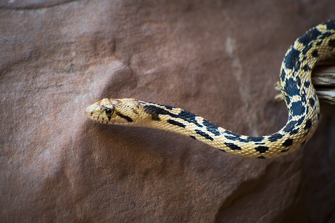 great basin gopher snake portrait reptile free photo