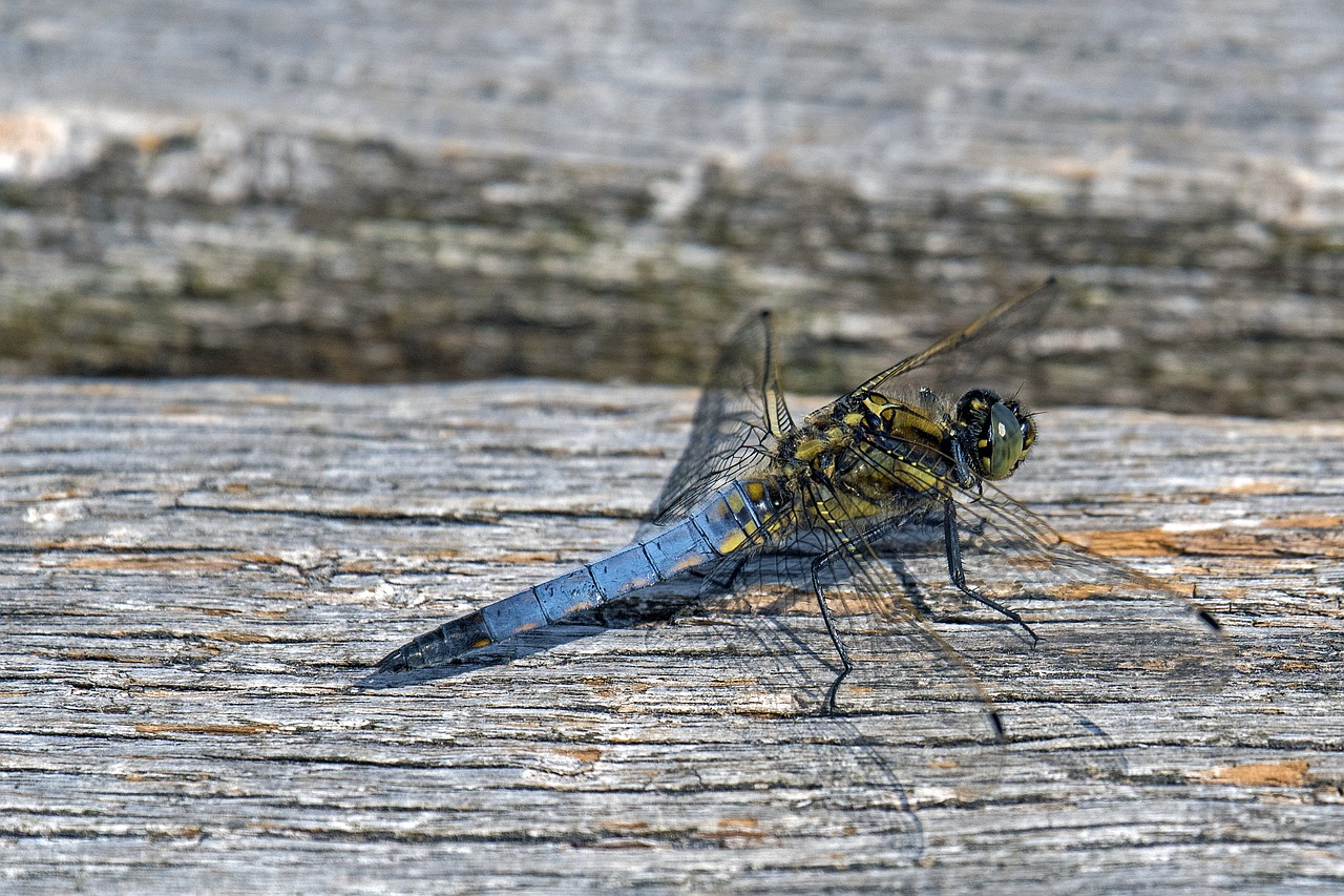 great blaupfeil  sailing dragonfly  dragonfly free photo