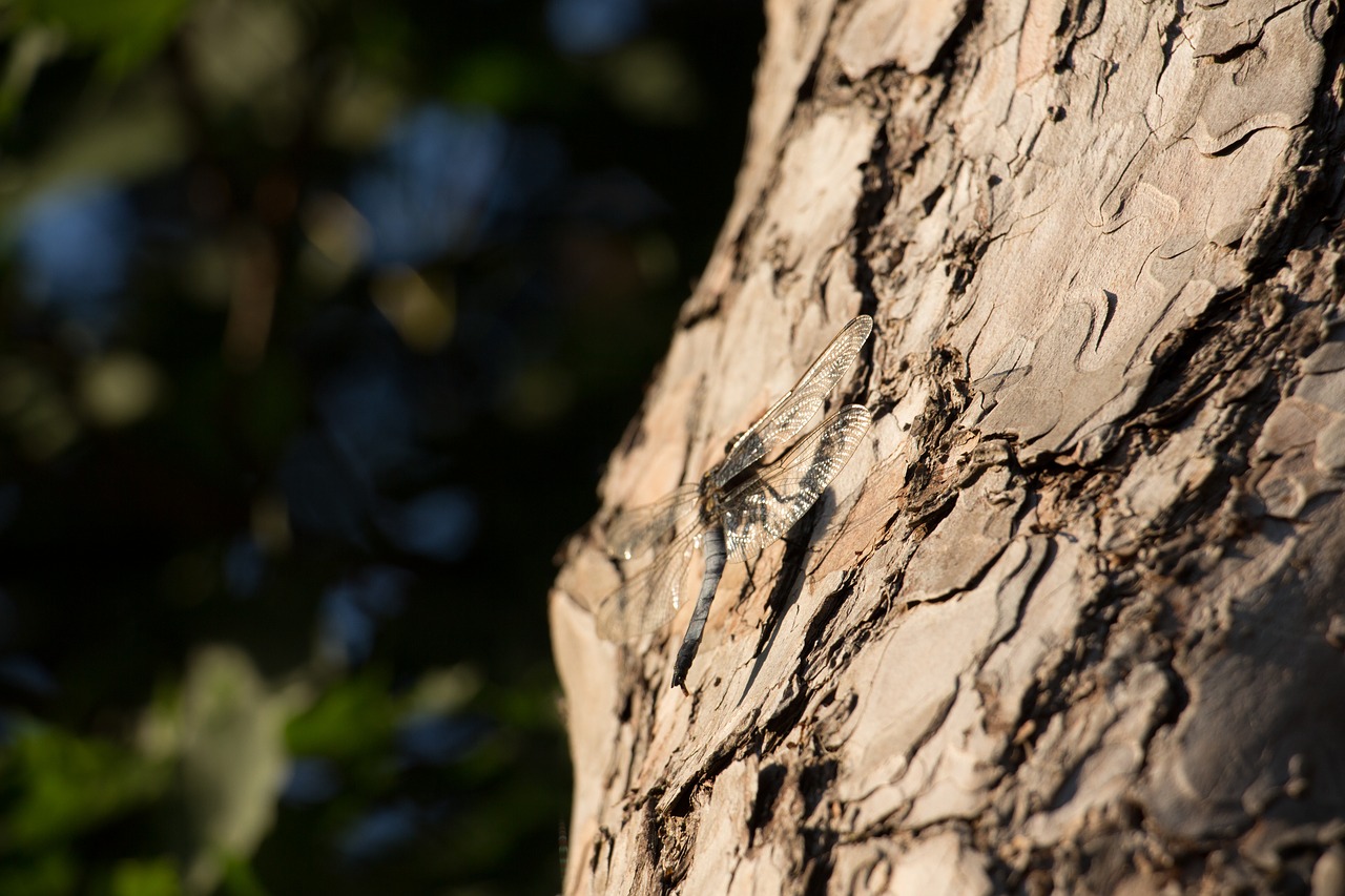 great blaupfeil  dragonfly  insect free photo