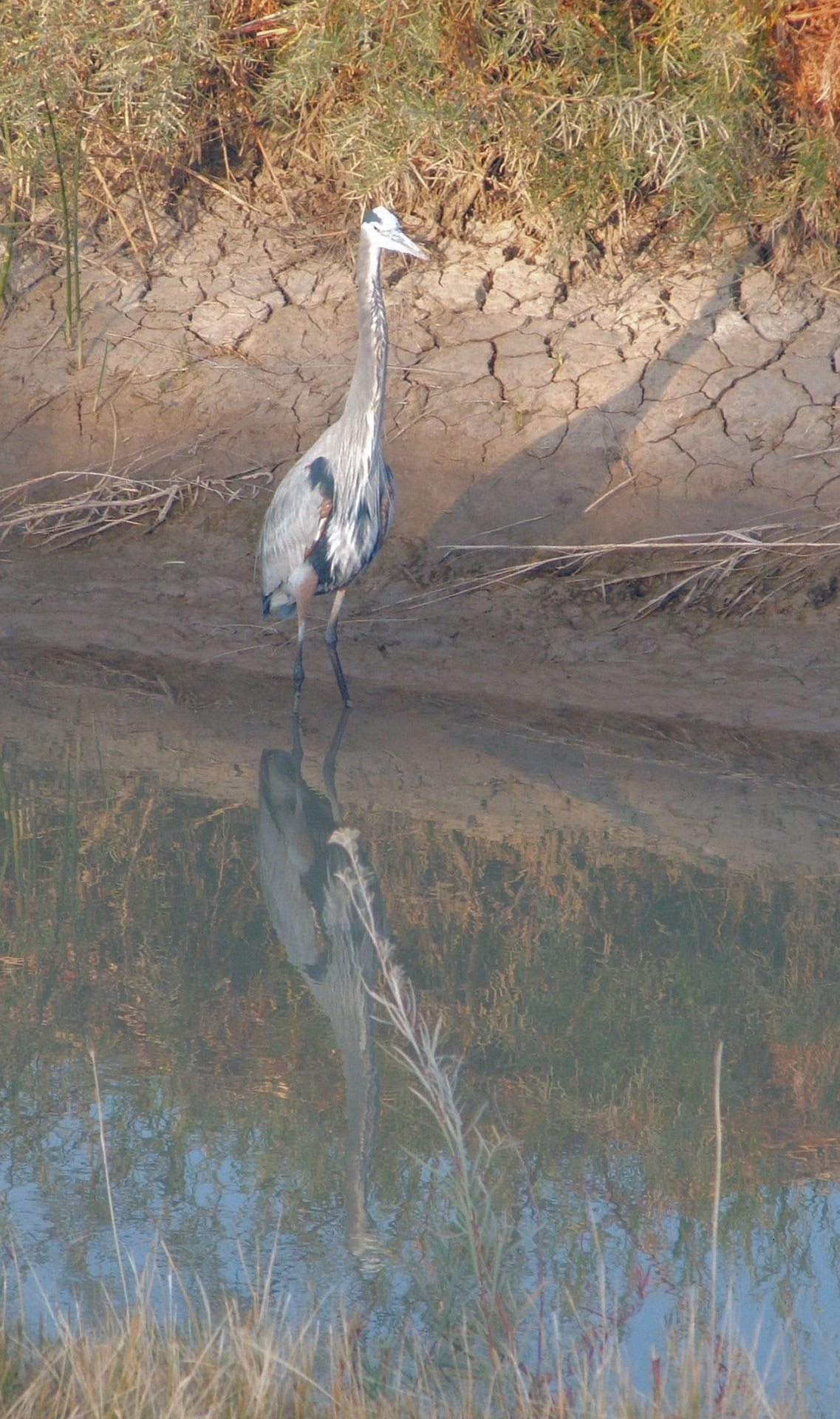 great blue heron bird wild bird free photo