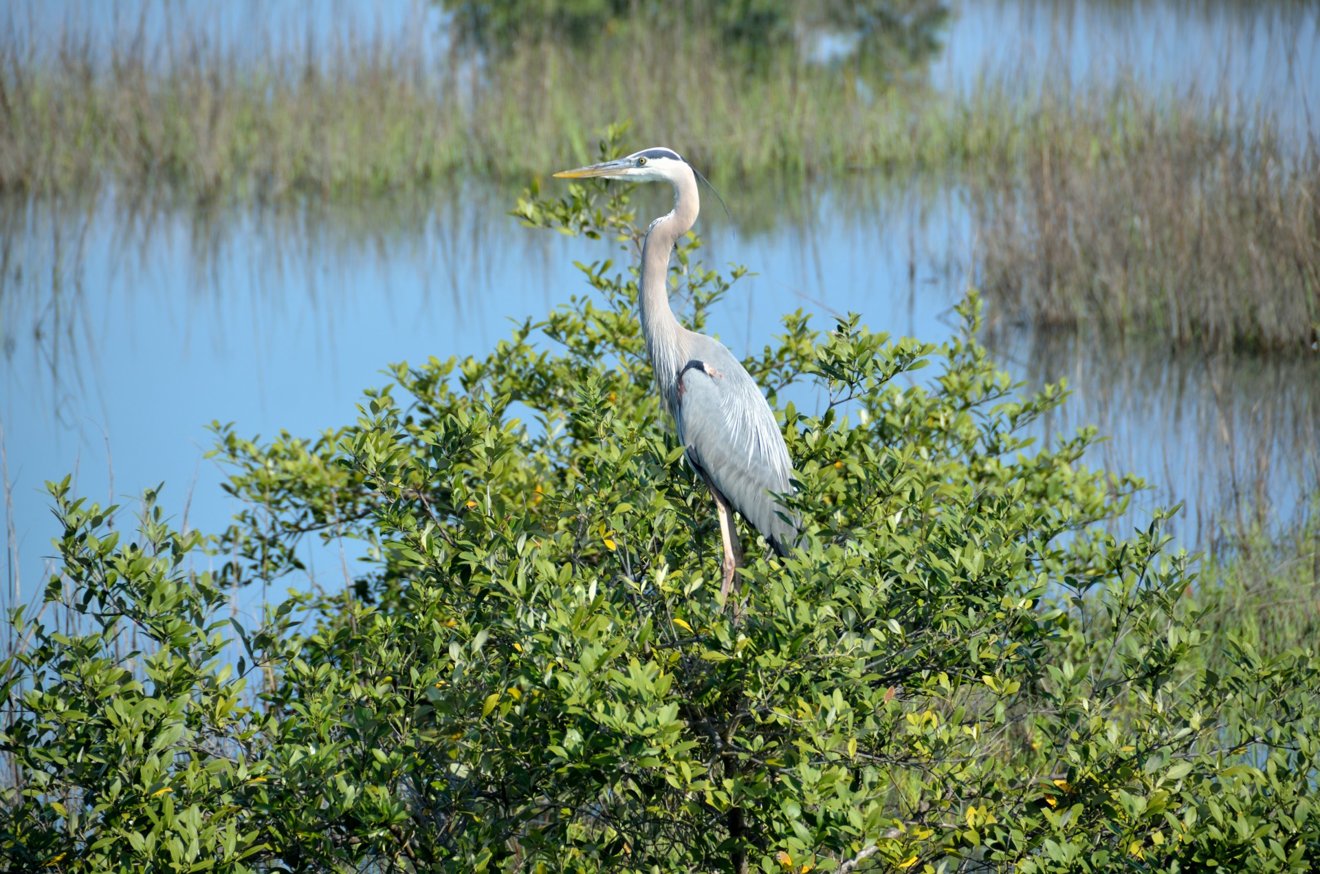 great blue heron heron bird free photo