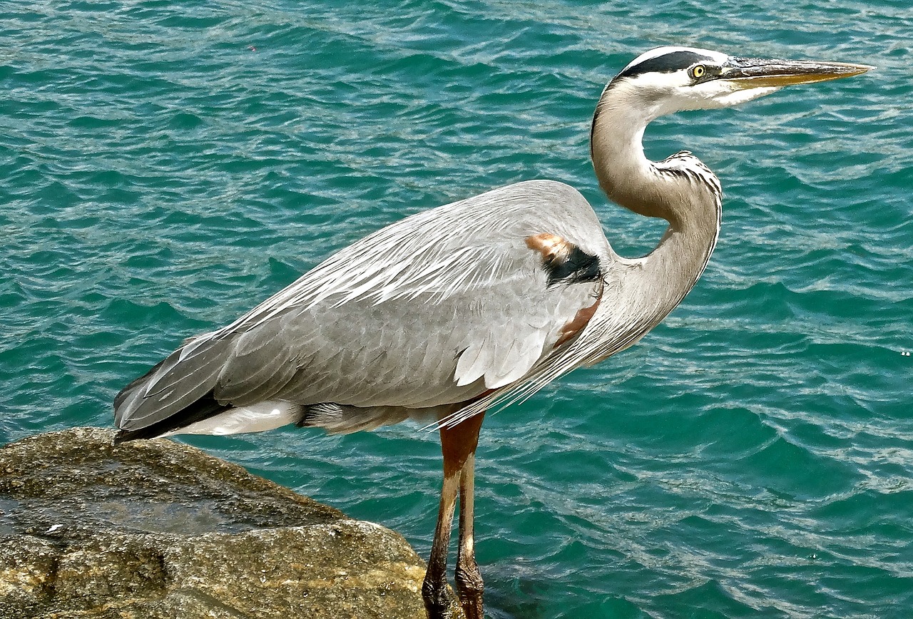 great blue heron wildlife bird free photo