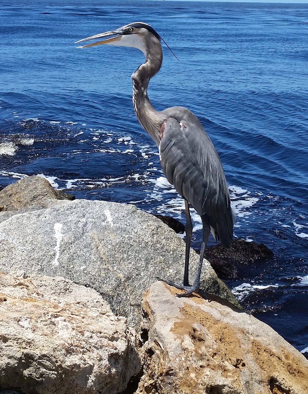 great blue heron bird wildlife free photo