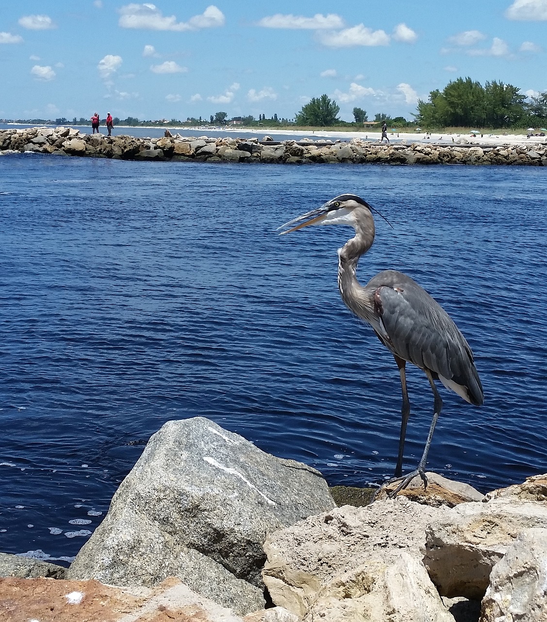 great blue heron birds wildlife free photo