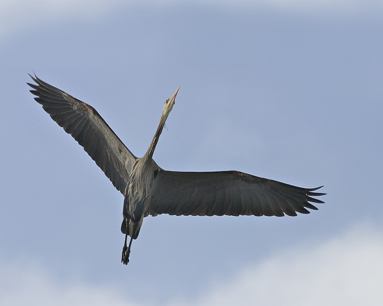 great blue heron flying bird free photo