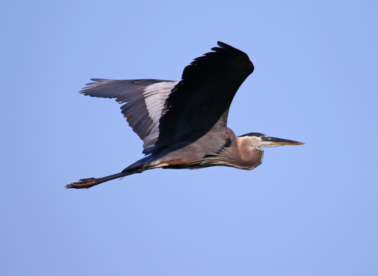 great blue heron heron blue free photo