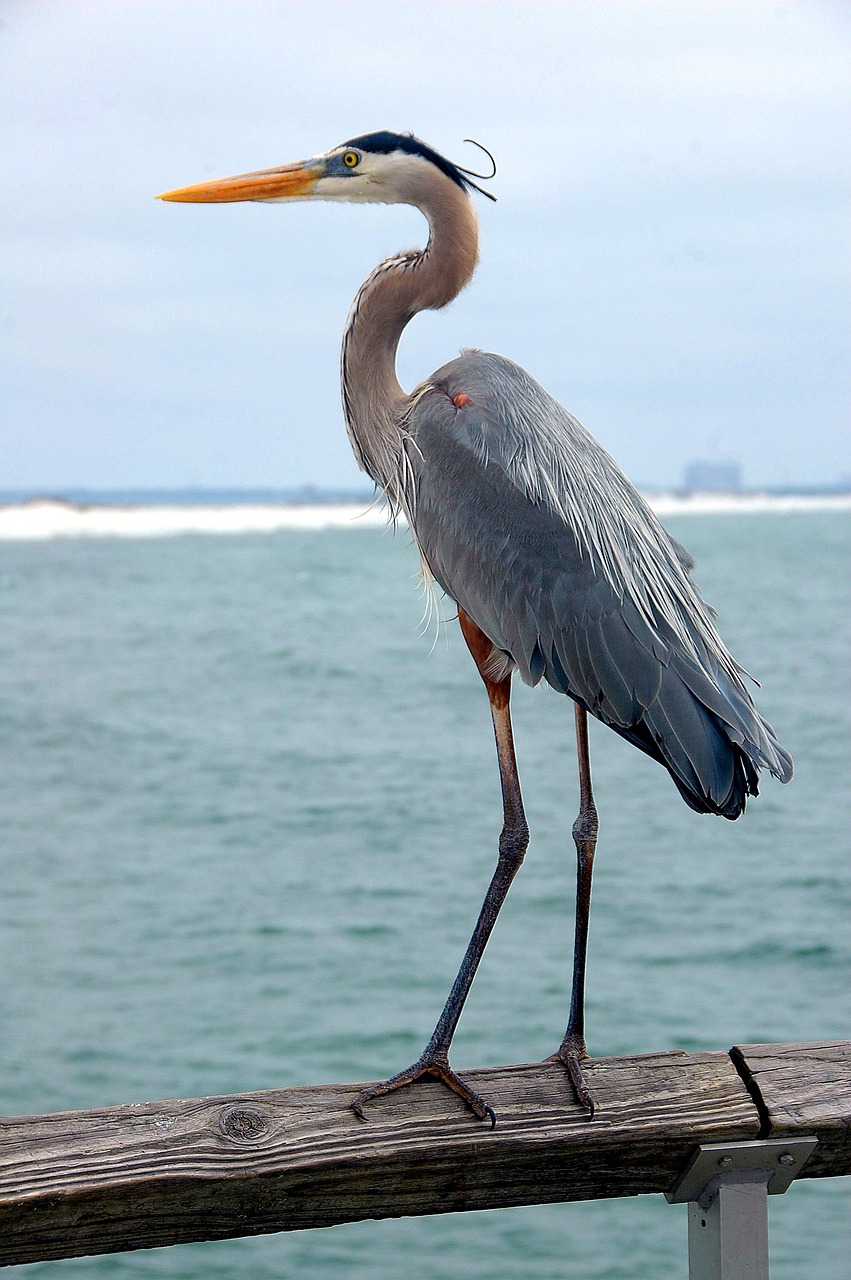 great blue heron bird wildlife free photo