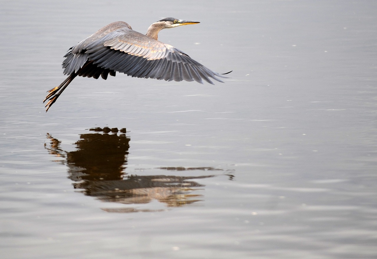 great blue heron flying bird free photo