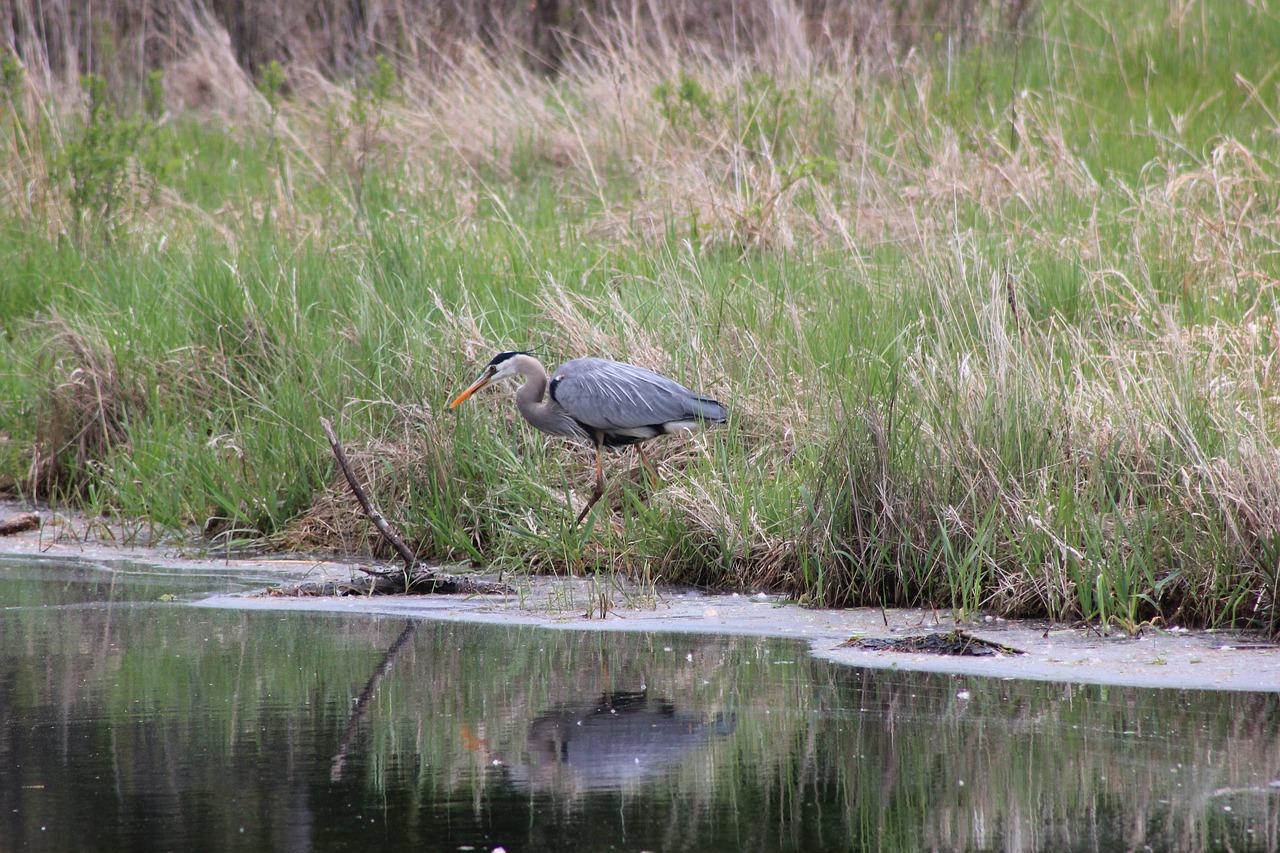 great blue heron bird reflection free photo