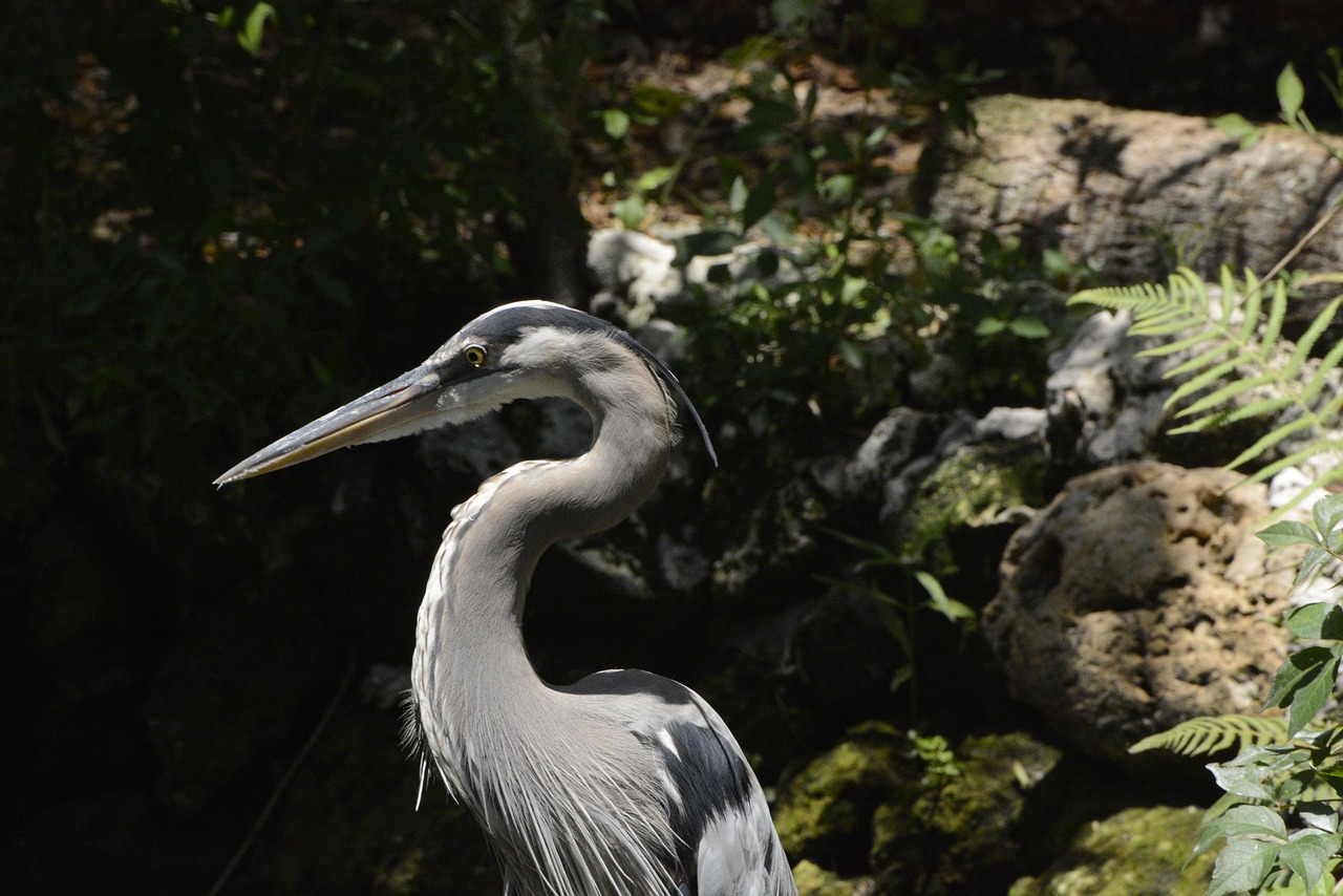 great blue heron bird heron free photo