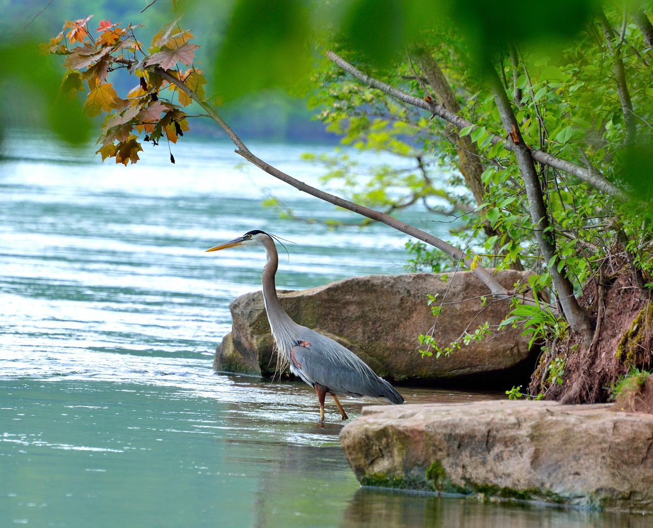 great blue heron niagara river wading bird free photo