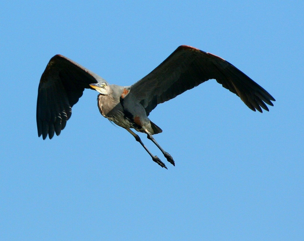 great blue heron flying soar free photo