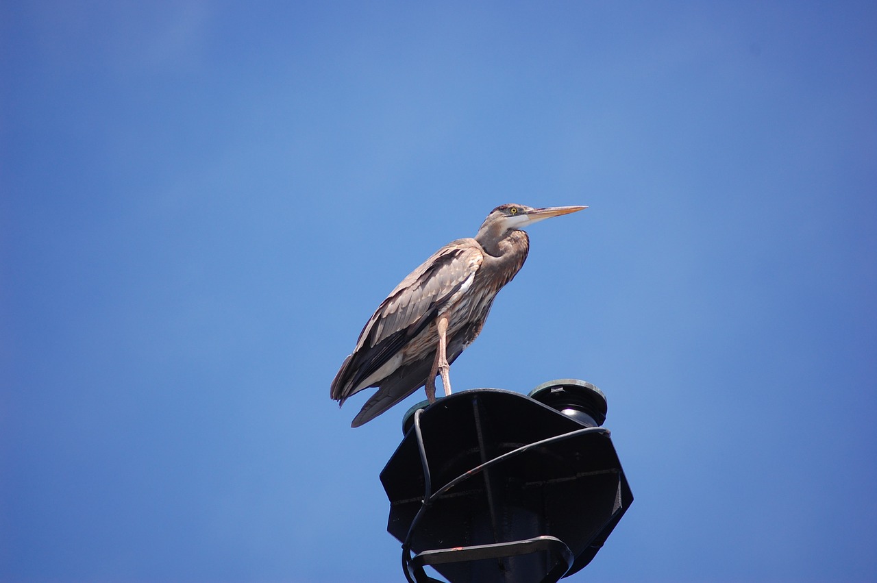 great blue heron bird sky free photo