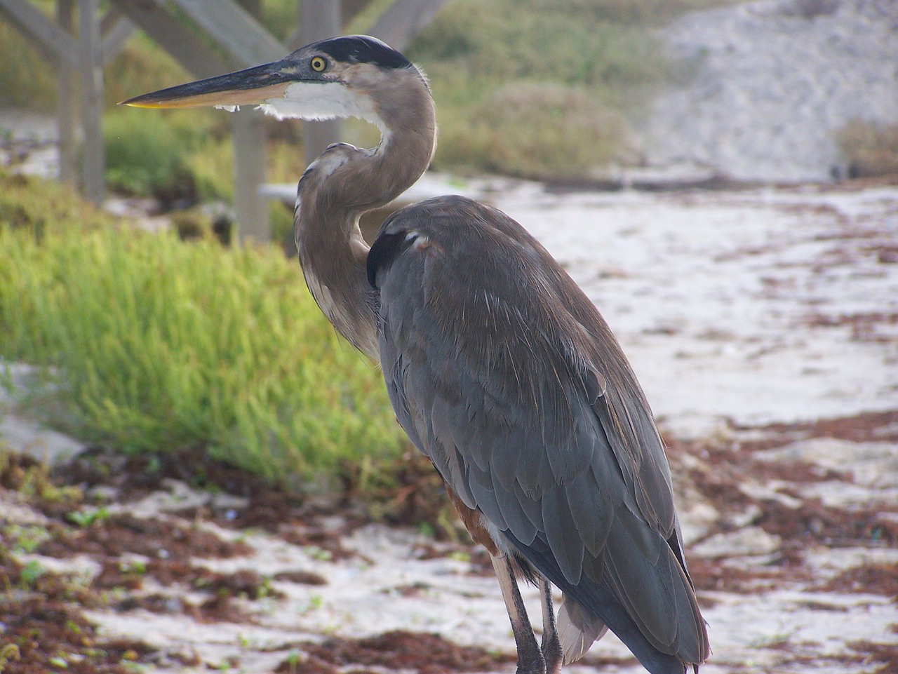 great blue heron bird padre island free photo