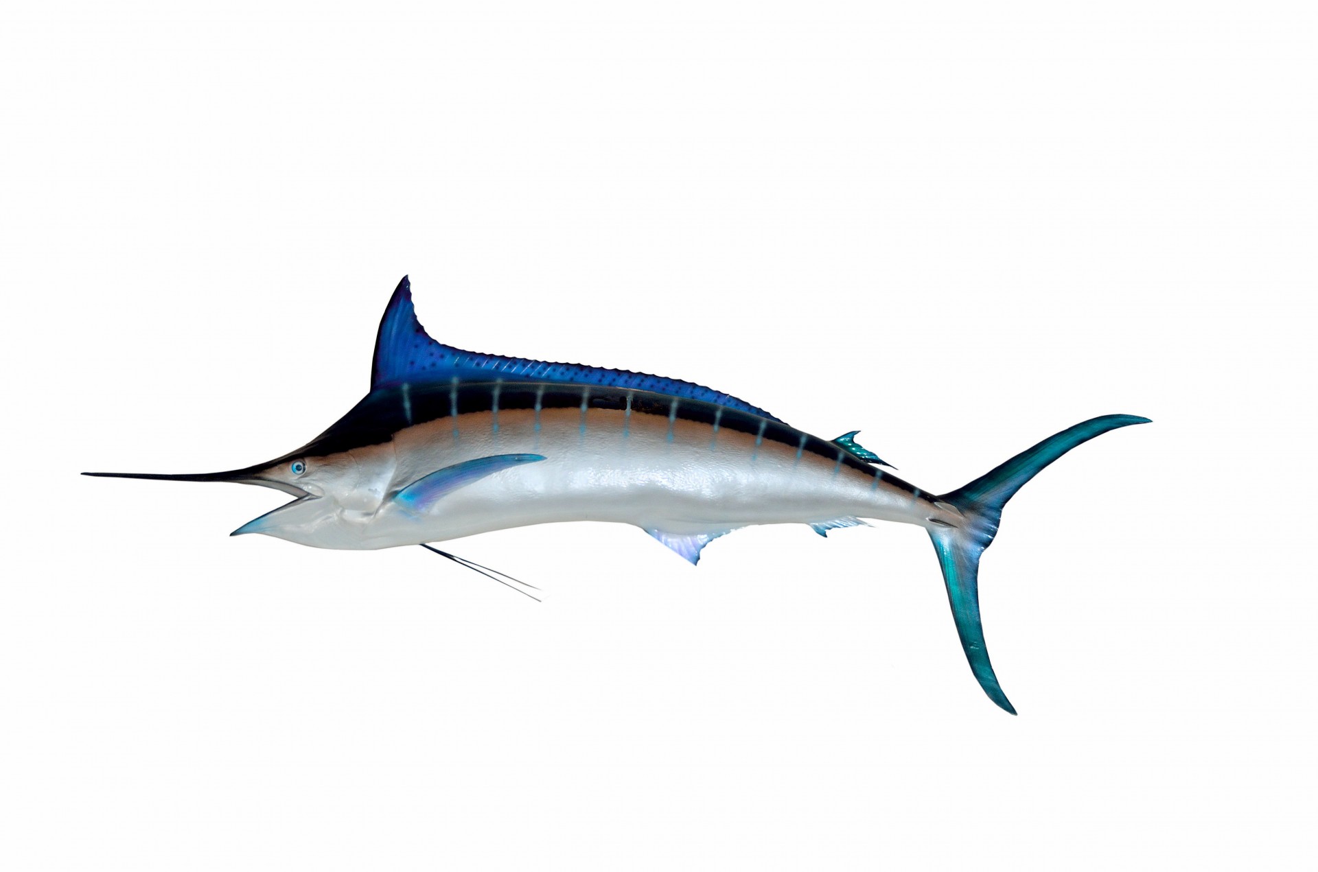 great blue marlin game fish fishing taxidermy isolated hobby saltwater aquatic life sea background wildlife trophy great blue marlin free photo