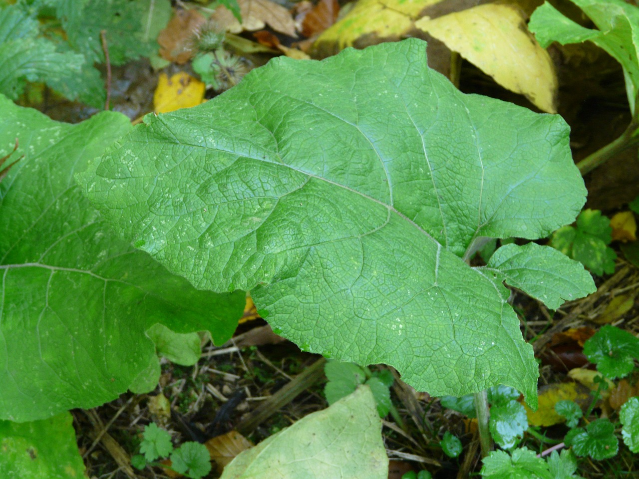 great burdock leaf large free photo